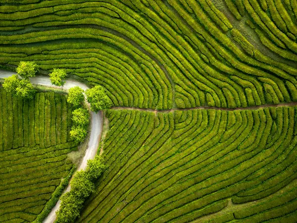 Azores 'teki Cha Gorreana çay çiftliğinin havadan görünüşü. Yukarıdan görüldüğü gibi tekrarlanan çay çalılarının dokusu. Sahnede kimse yok..