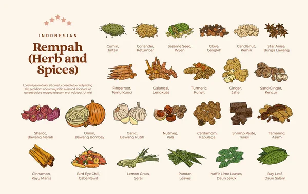 Geïsoleerd Diverse Kruiden Specerijen Rempah Indonesische Illustratie — Stockvector