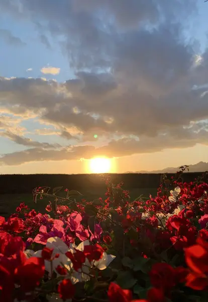 beautiful sunset with clouds on the background and flowers in shades of pink