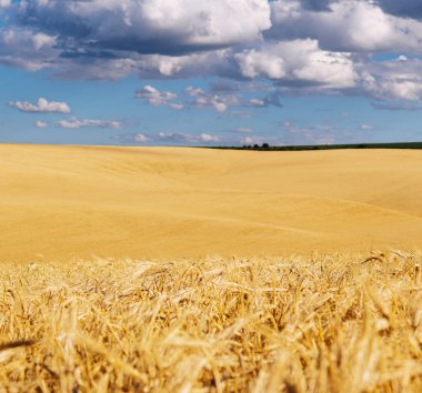 Buğday kulaklı Altın Mısır gevreği tarlası