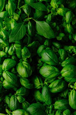 Yeşil fesleğen, arka planda yemyeşil organik bitki dokusu ve vejetaryen yemekleri için aromatik mutfak malzemesi barındırır. Bu taze manzaranın doğal ve sağlıklı üst çerçevesini gösteriyor.