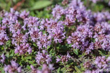 Limonlu kekik (Thymus pulegioides) çiçek açıyor.