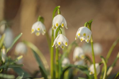 Bahar kar taneleri grubu (Leucojum vernum).