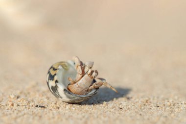 Küçük keşiş yengeci kumlu bir sahilde kabuğunda yaşar..