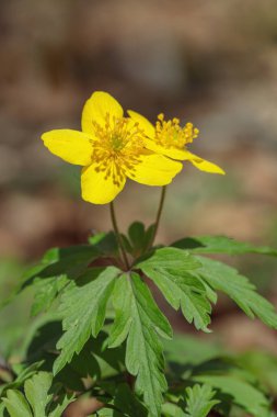Sarı odun şakayığı (Anemonoides ranunculoides)).