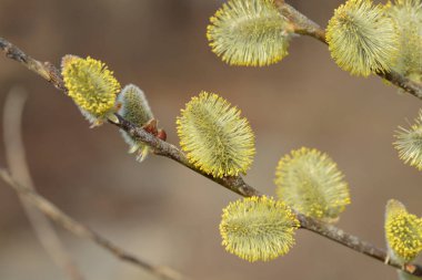 Sarı polenli söğüt ağacının (tükürük cinsi) erkek kedileri.