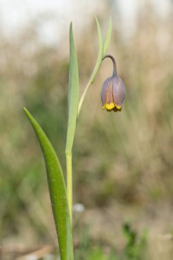 Çan şeklinde tilki çiçeği üzümlü fritilki (Fritillaria uva-vulpis).