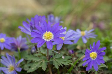 Mor Balkan şakayık grubu (Anemone blanda).
