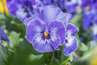 Gök mavisi bir nonoşun yakın çekimi..