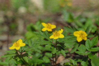 Sarı odun şakayığı (Anemonoides ranunculoides)).