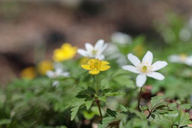Sarı bir anemon (Anemonoides ranunculoides) ve beyaz bir ahşap anmonoz (Anemone nemorosa).).