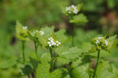 Yabani sarımsaklı hardal (Alliaria petiolata).