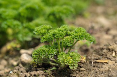 Kıvırcık maydanoz (Petroselinum crispum).