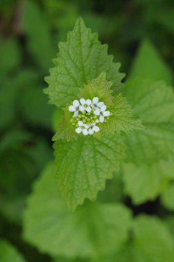 Beyaz çiçekler ve sarımsaklı hardal yaprakları (Alliaria petiolate)