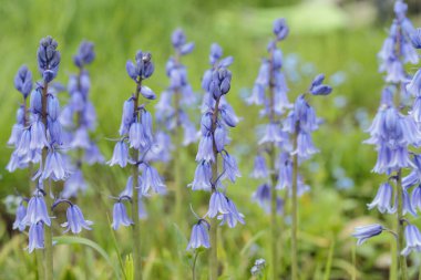 Bir grup mavi İspanyol çançiçeğinin (Hyacinthoides cinsi).