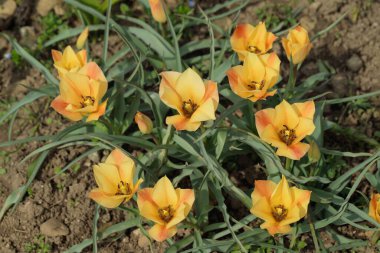 Çiçek açan Bokhara laleleri (Tulipa linifolia).