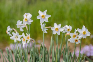 Şairin nergisleri (Narcissus şiirleri). Parfümeride kullan.