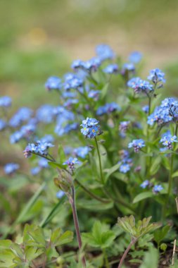 Unutulmayan bir bitki (Mysotis cinsi).