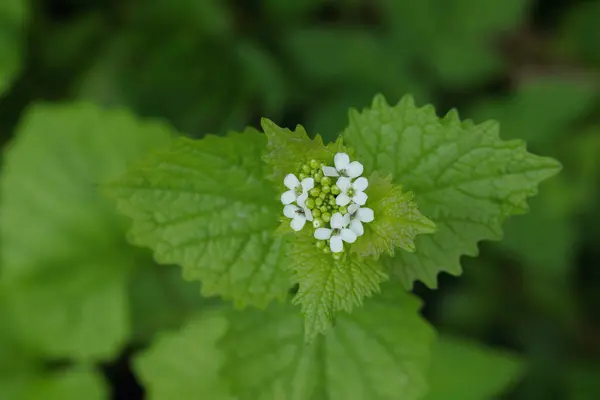 White blossoms and leaves of garlic mustard (Alliaria petiolate)