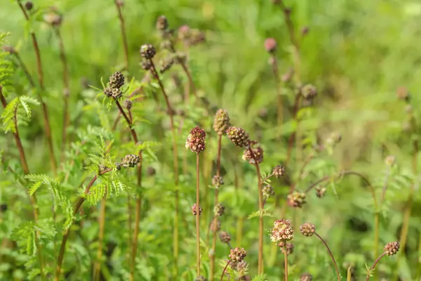 Bir mutfak bahçesinde küçük burnetler (Sanguisorba minor).