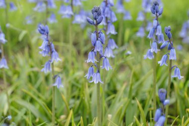 Bir bahçede bazı İspanyol çançiçekleri (Hyacinthoides cinsi).