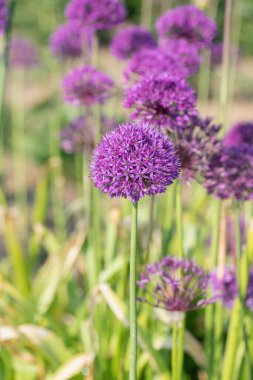 Öğrenci, süs eşyası Allium (Allium aflatunense).