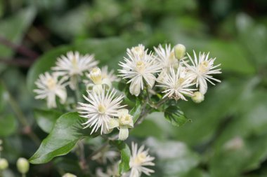 Yolcuların crme beyaz çiçekleri yoy (Clematis vitalba).