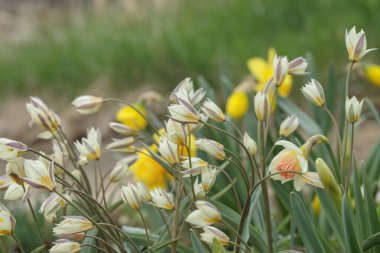 Türkistan laleleri (Tulipa Türkstanica) bir çiçek tarhında toplanır.