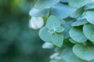 Elma şarabı çekimine yakın çekim (Eucalyptus gunnii). Boşluğu kopyala.