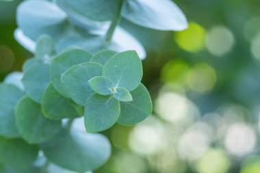 Elmalı sakız fırlatma makrosu (Okaliptüs gunnii).