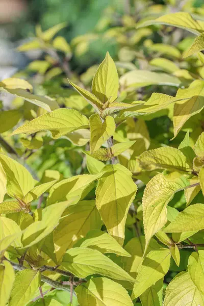 Ballı karpuz adaçayından yeşil yapraklar (Salvia elegans).