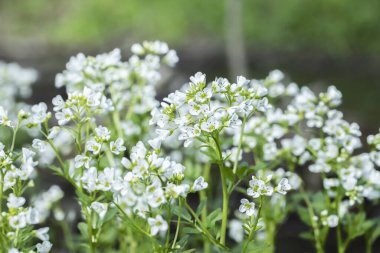 Büyük acı tereyağı (Cardamine amara).