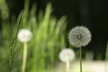 Doğal bir ışık oyunuyla bir karahindiba üfleme topuna (Taraxacum) yakın çekim