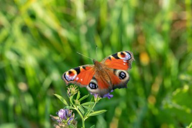 Avrupa tavus kuşu kelebeği (Aglais io) bir dişli tarlasında dinleniyor.