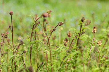 Salata burnet bitkilerinin enfeksiyonları (Sanguisorba minor).