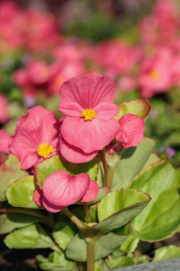 Yeşil yapraklı pembe balmumu begonyası (Begonia x semperfloren-cultorum).