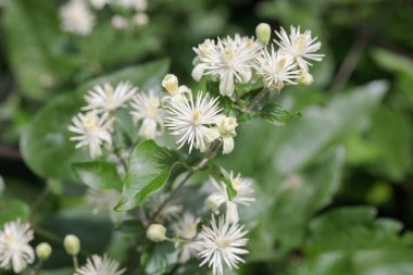 Crme white blossoms of the old mans beard (Clematis vitalba). clipart