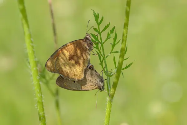 stock image Pairing of two meadow brown butterflies (Maniola jurtina). Focus