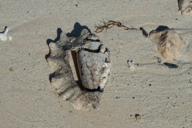 Büyük bir kabuğun iskeleti ve deniz yaşamının diğer kalıntıları kumlu bir sahilde kıyıya vurur. Miras için kavram.