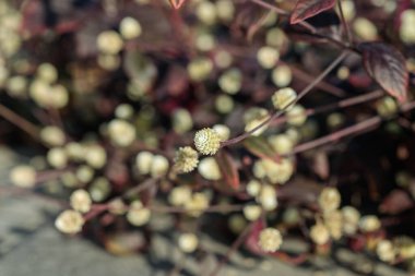 Çiçek açan sevinç otu (Alternanthera cinsi). Tipik çiçek kümeleri. 