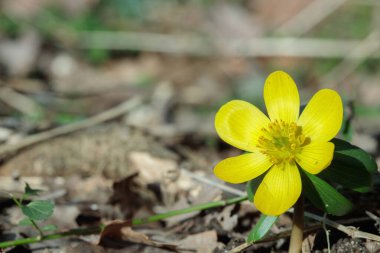 Tek bir kış aconiti çiçeği (Eranthis hyemalis). Metnin için boşluk.