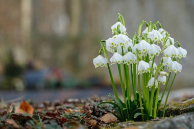 Group of spring snowflakes (Leucojum vernum). Space for your text. clipart