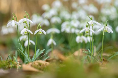 Yaygın kar damlaları grubu (Galanthus nivalis). Sol tarafa odaklan..