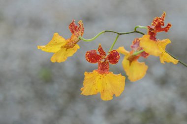 Çiçek açan altın duş orkidesinin sarı-kırmızı çiçekleri (Cins Oncidium).