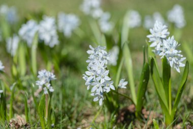 Erken dönem squill 'leri (Scilla mischtchenkoana) bir çimenliğe ekildi.