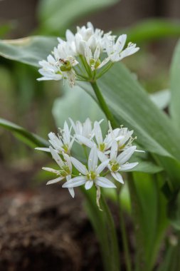 Ağaç sarımsağı (Allium ursinum) çiçek açtı.