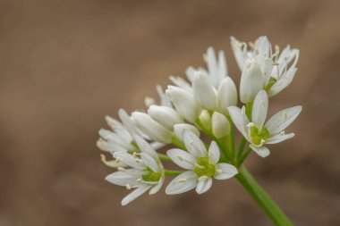 Odun sarımsağı (Allium ursinum). Metnin için boşluk.