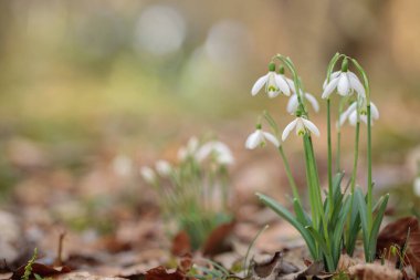 Yaygın kar damlaları grubu (Galanthus nivalis). Arka planda yumuşak bokeh.