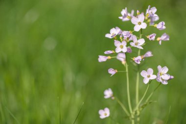 Açan Mayflower (Cardamine pratensis). Metnin için boşluk.