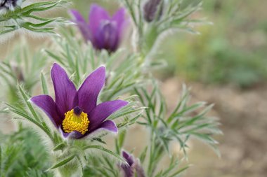 Tipik ergen yapraklı mor bir çiçeğin (Pulsatilla vulgaris) alışkanlığı.